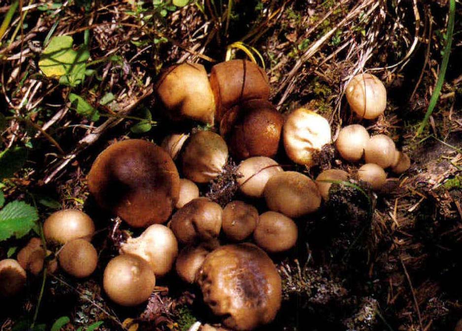 Lycoperdon spadiceum Pers.